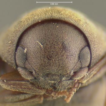 Media type: image;   Entomology 24708 Aspect: head frontal view